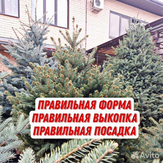 Ели премиум голубые и зеленые