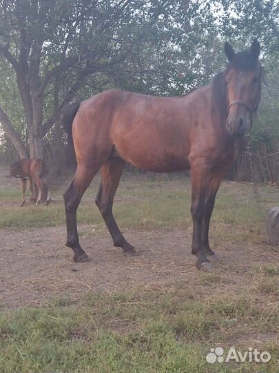 Лошадь с жеребенком