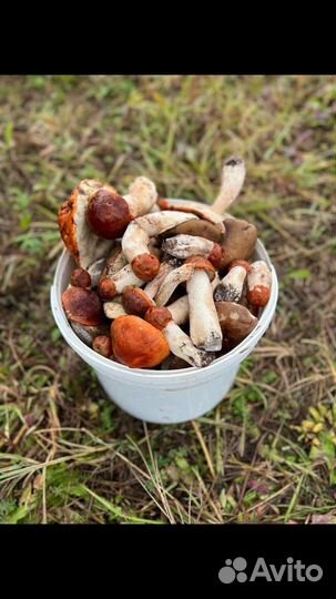 Грибы красноголовики