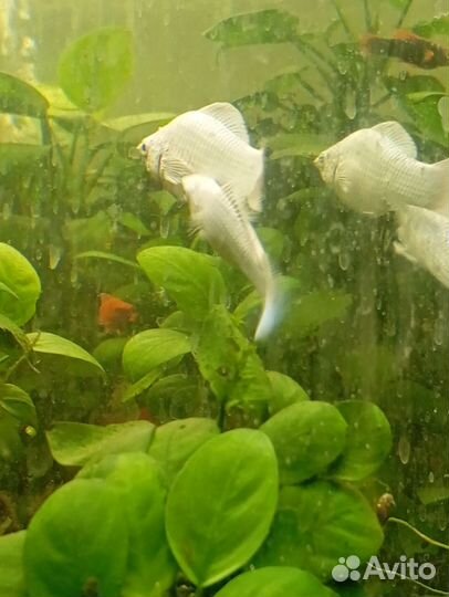 Велифера платина подросток, берлинцы