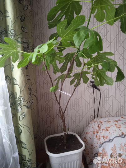 Плодоносящий комнатный ижир