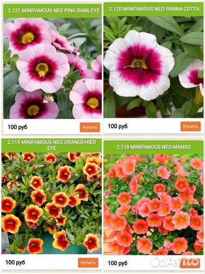 Черенки калибрахоа в наличии