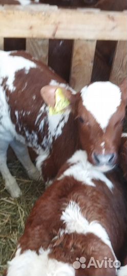 Телята доставка