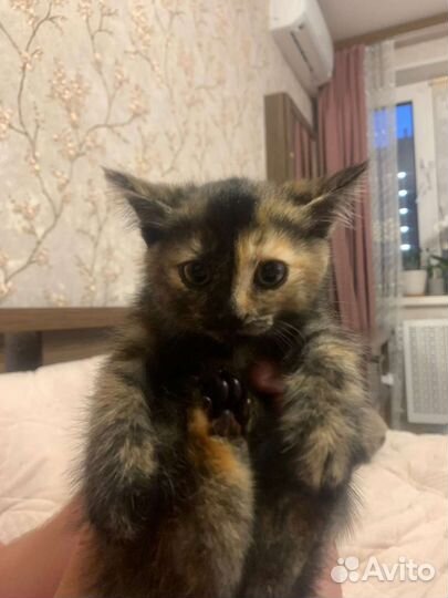 Котята в добрые руки бесплатно