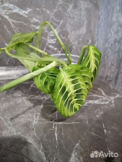 Маранта Lemon Lime и другие