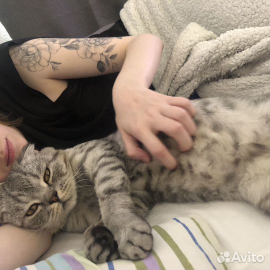 Шотландская вислоухая кошка