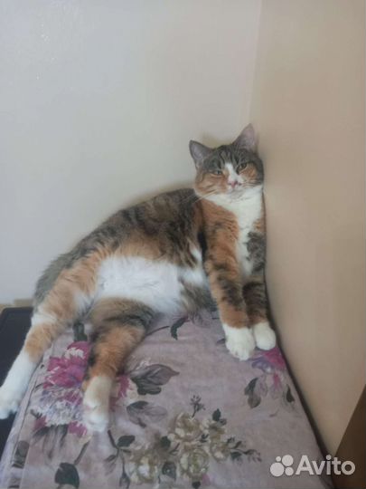 Сомалийская