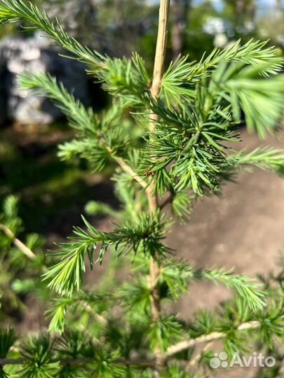 Лиственница европейская