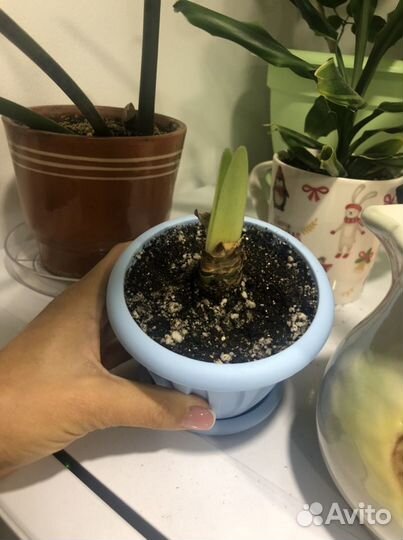 Цветок амариллис