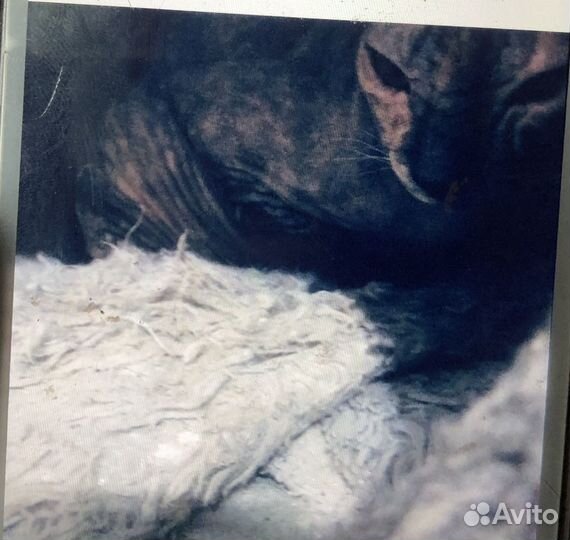 Кошка сфинкс бесплатно