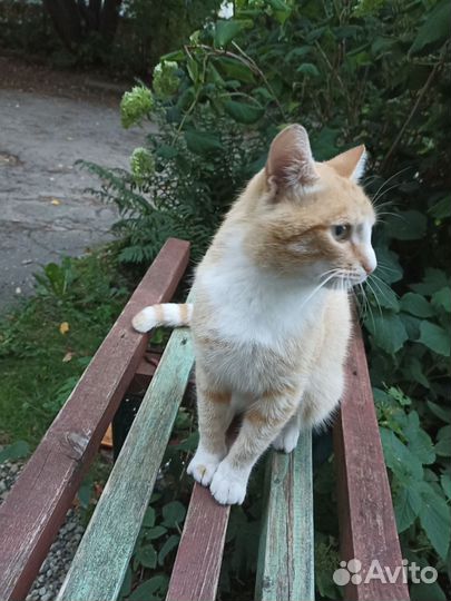 Котик бесплатно