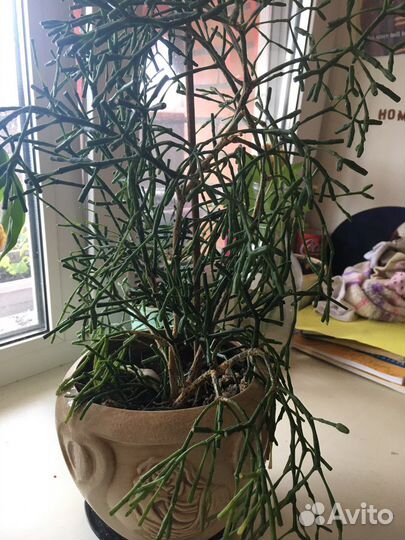 Хатиора оленьи рожки