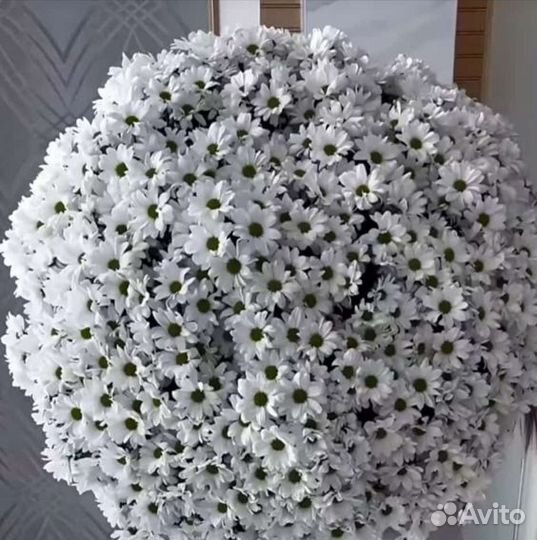 Хризантема ромашка