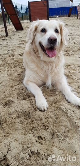 Передержка домашних животных