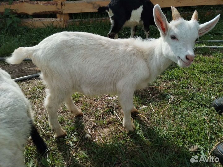 Козлята
