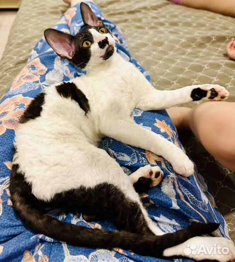 Котенок корниш-рекс девочка