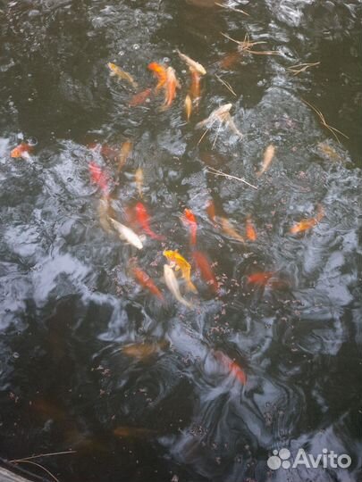 Карпы кои для пруда
