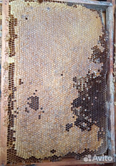 Рамки медовые