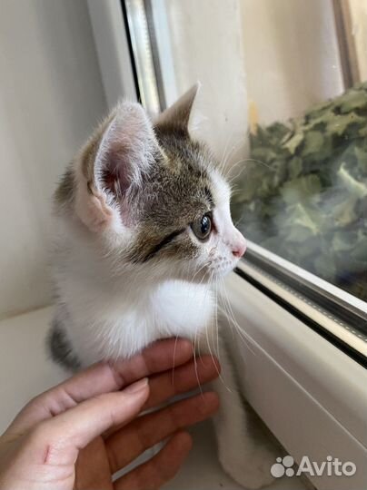 Кошка бесплатно