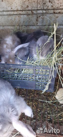 Кролики породы французский баран