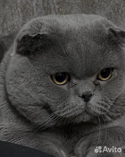 Ищем невесту