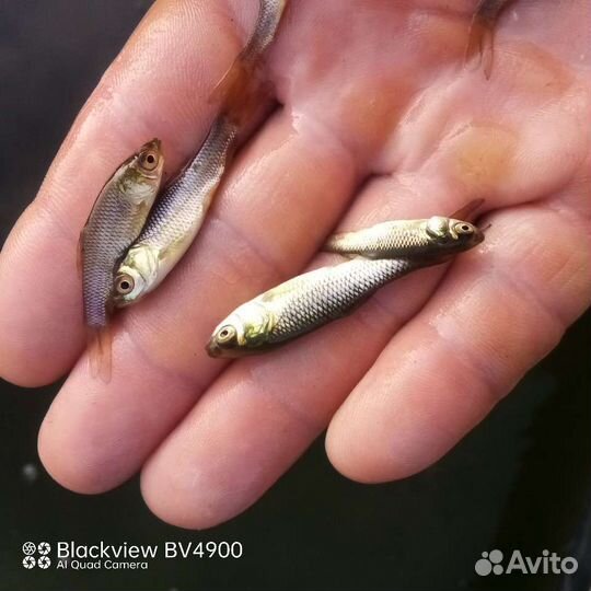 Белый амур малек