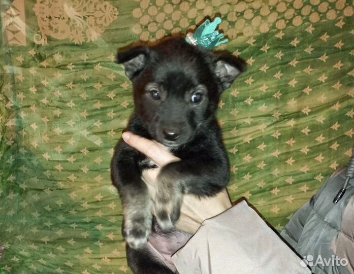 Сандра - щенок-девочка в дар