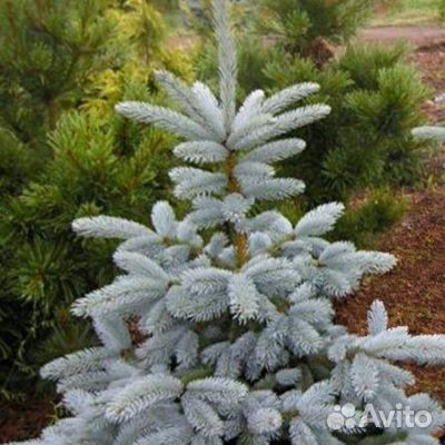 Ель Сизая Блу Маунтан