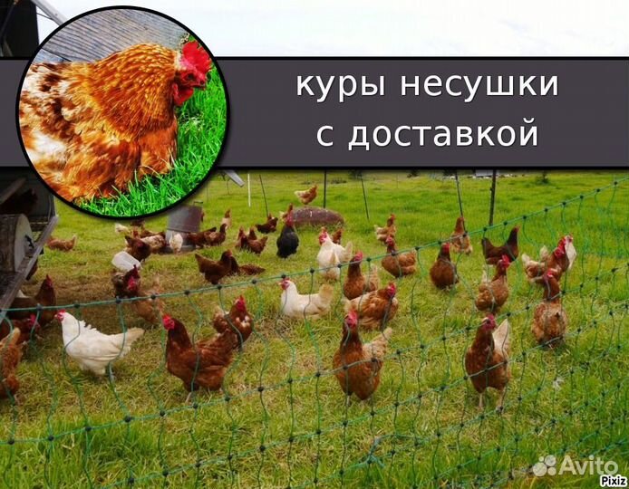 Куры несушки с доставкой