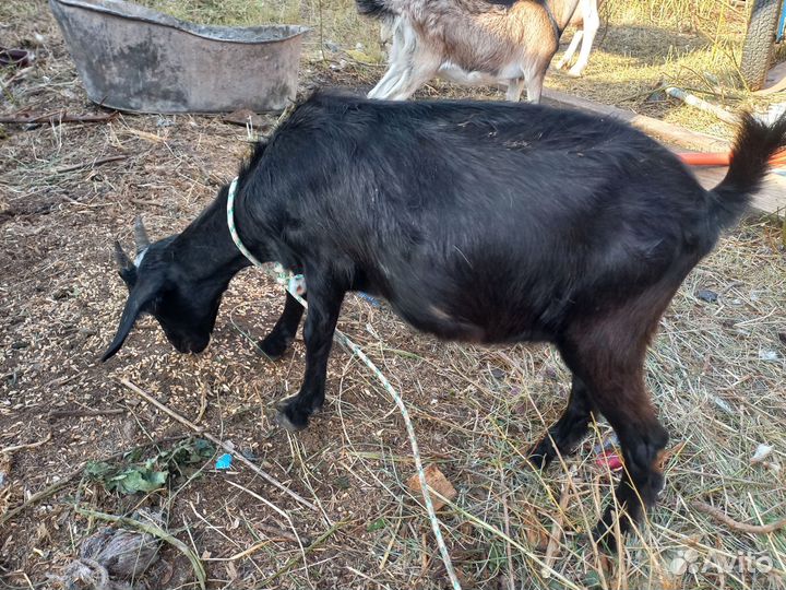Козы молодые