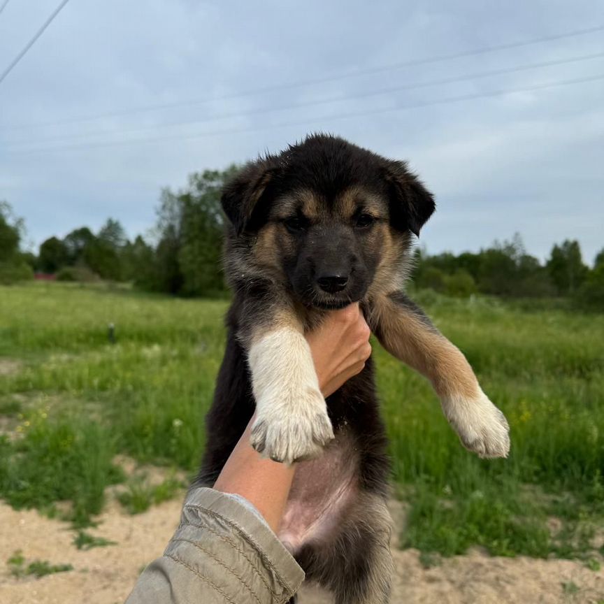 Щеночки в добрые руки