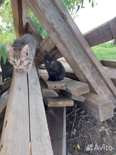 Котёнок в добрые руки бесплатно