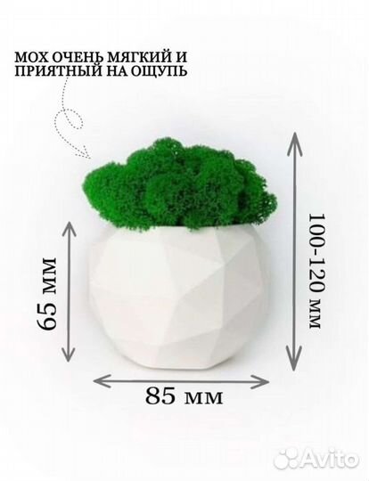 Мох живой в кашпо 5 шт