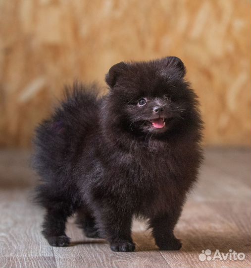 Продаю щенков шпица