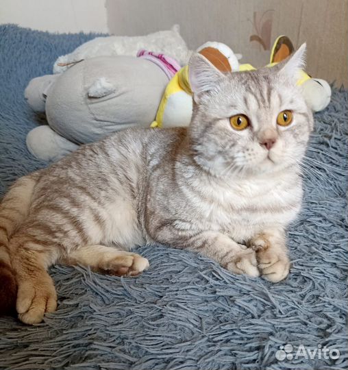 Кот Пуфик
