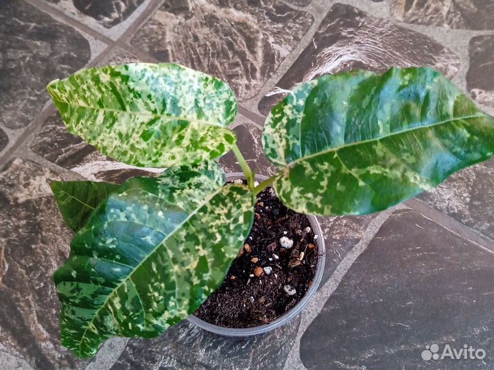 Фикус Аспера вариегатный