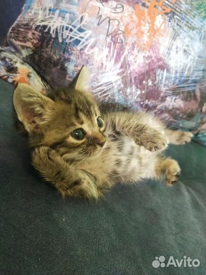 Котята в самые добрые руки