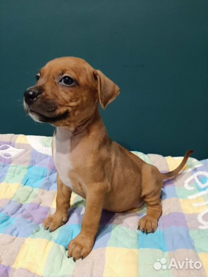 Щенки питбуля