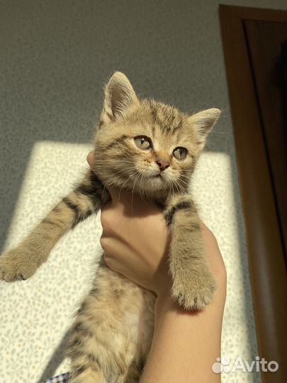 Мальчик британец