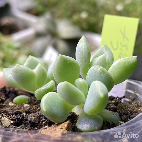 Суккуленты Pachyveria blue mist