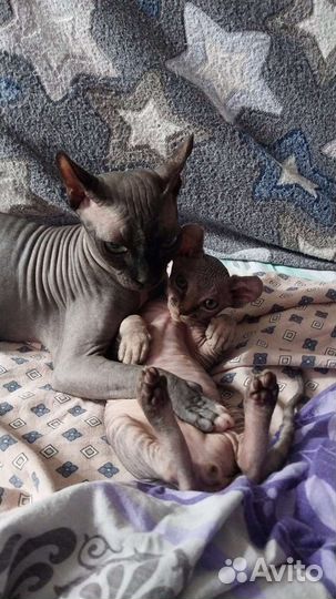 Сфинкс Эльф