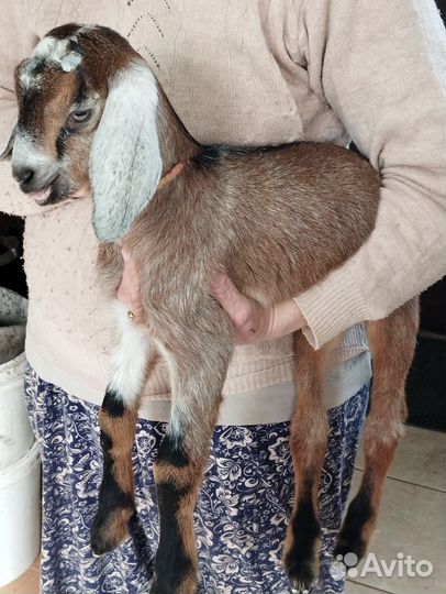 Козёл зрелый, крутой