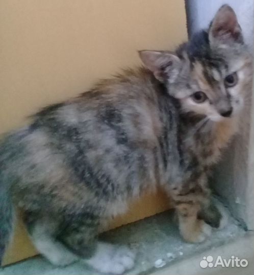 Котенок 2,5 месяца