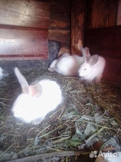 Крольчата
