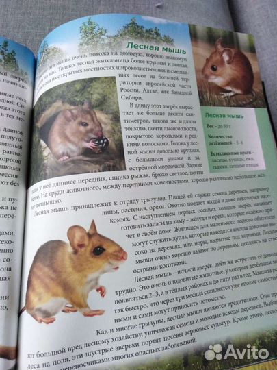 Энциклопедия для детей про лесных животных