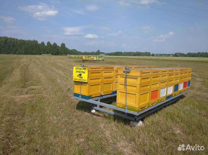 Мед,Перга,Пыльца,Соты,Прополис,Воск