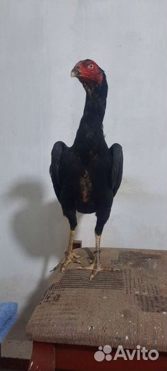 Бойцовая птица