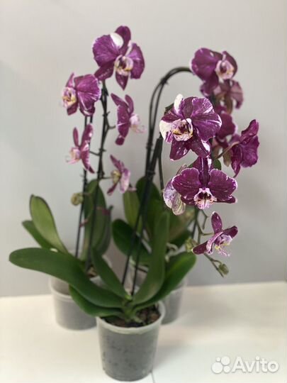 Орхидея Шоколад тот самый старый сорт