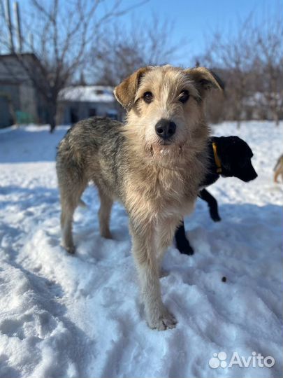 Красавчик Грей в добрые руки