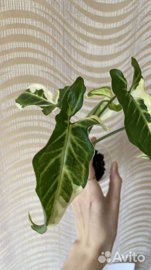 Сингониум т25